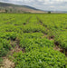 Feld mit biologisch angebauter Zitronenmelisse in voller Blüte, frische grüne Blätter unter blauem Himmel.